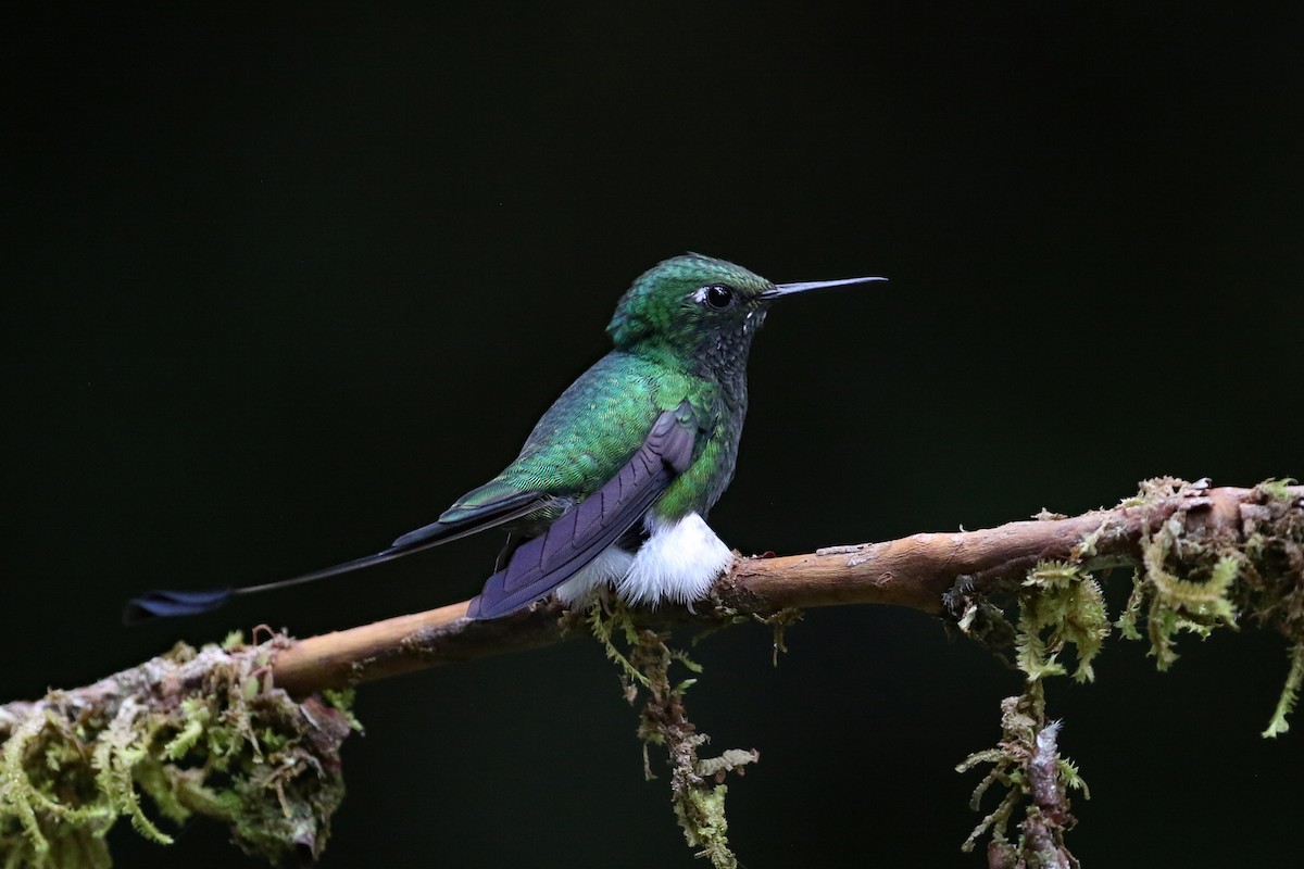 White-booted Racket-tail - ML641514588