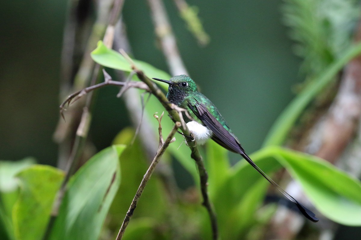 White-booted Racket-tail - ML641514589