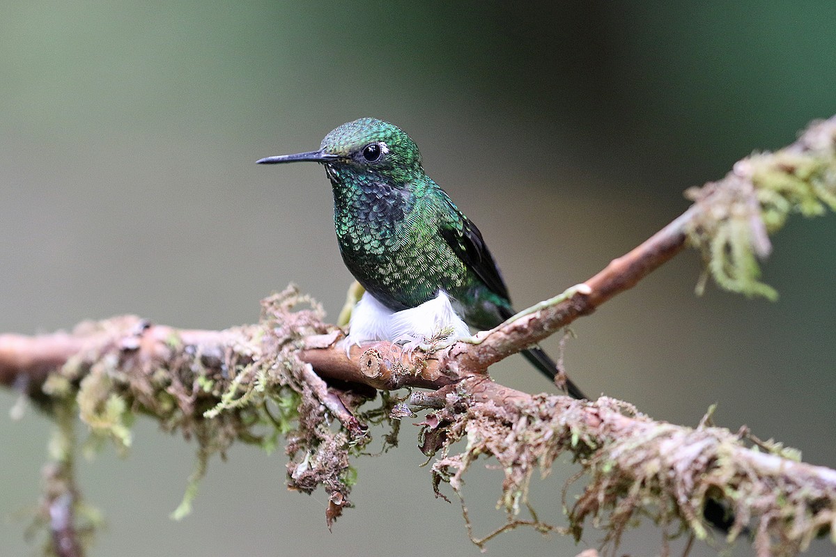 White-booted Racket-tail - ML641514591