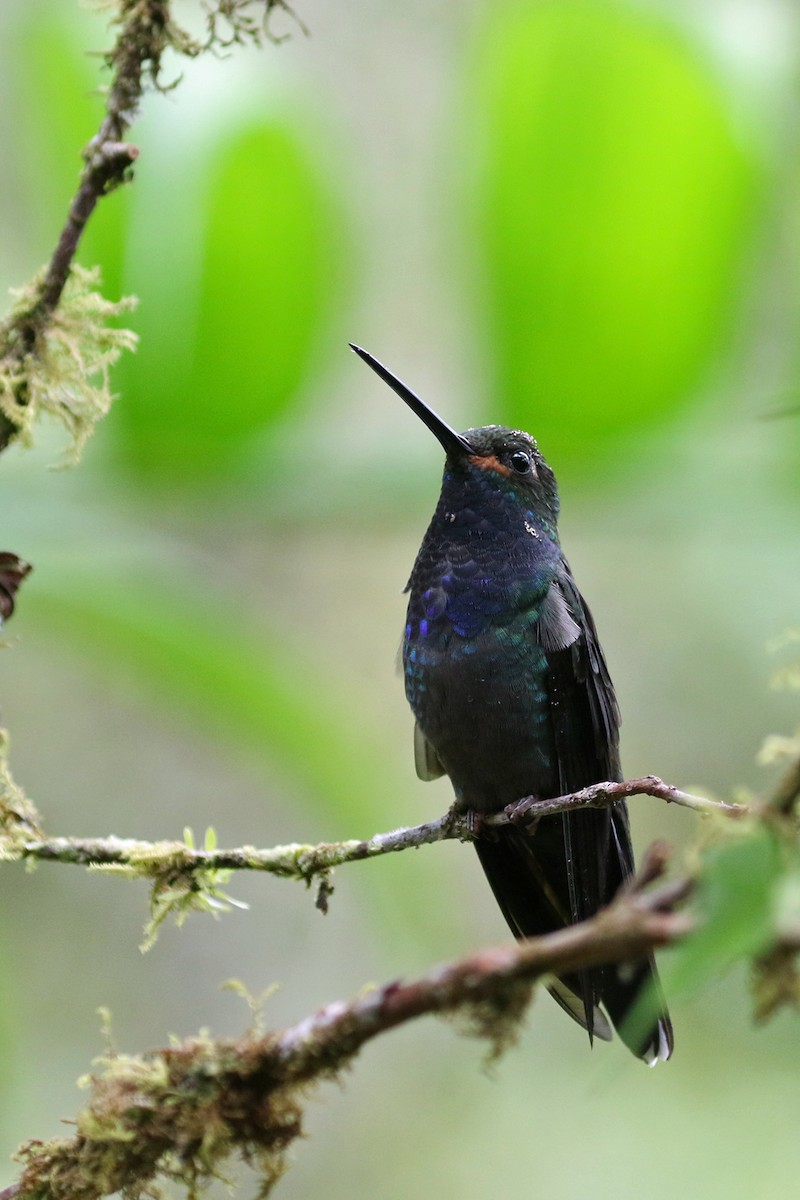 Rufous-gaped Hillstar - ML641514596