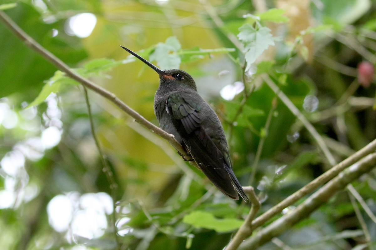 Rufous-gaped Hillstar - ML641514599