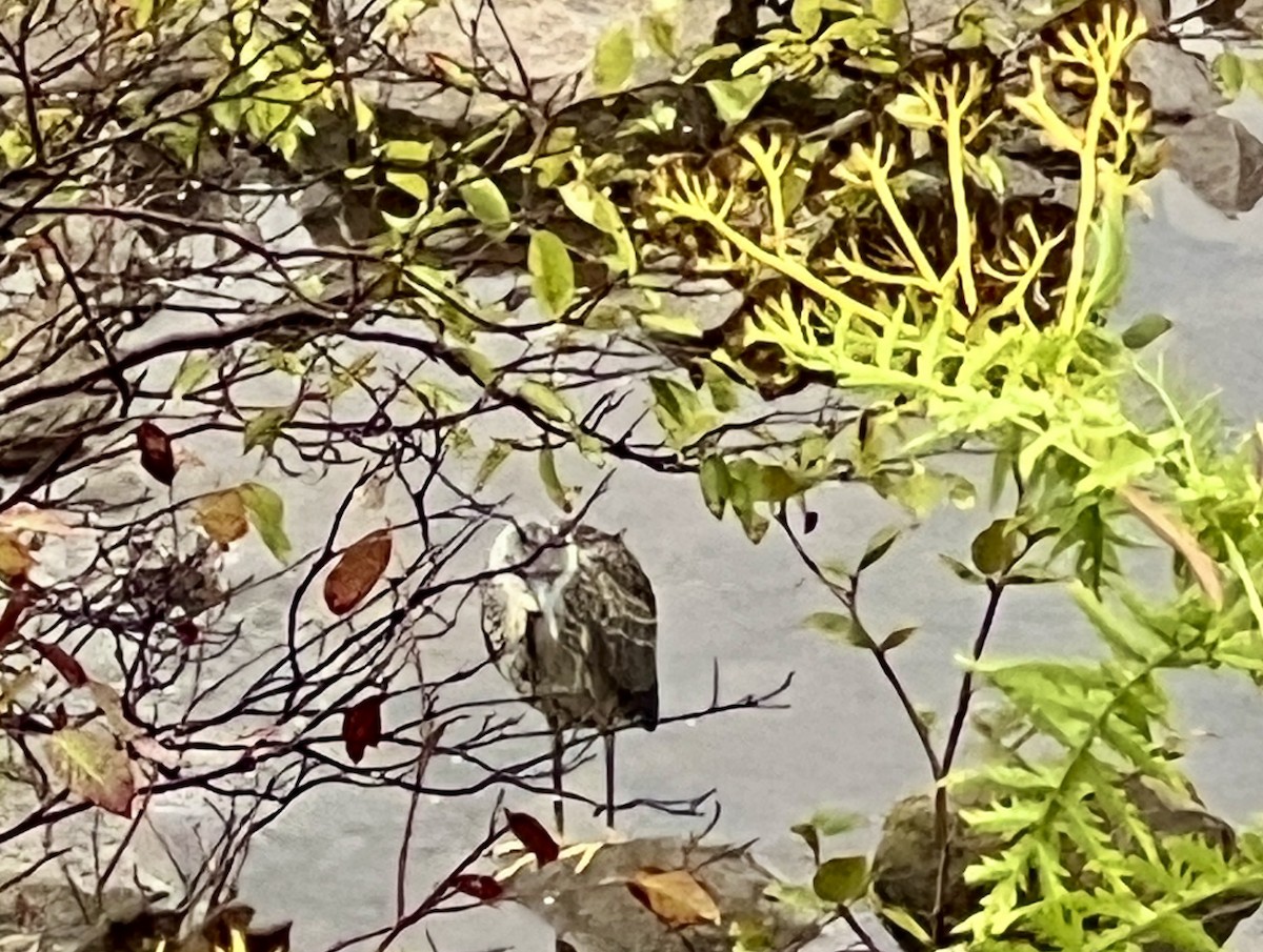 Yellow-crowned Night Heron - ML641514609