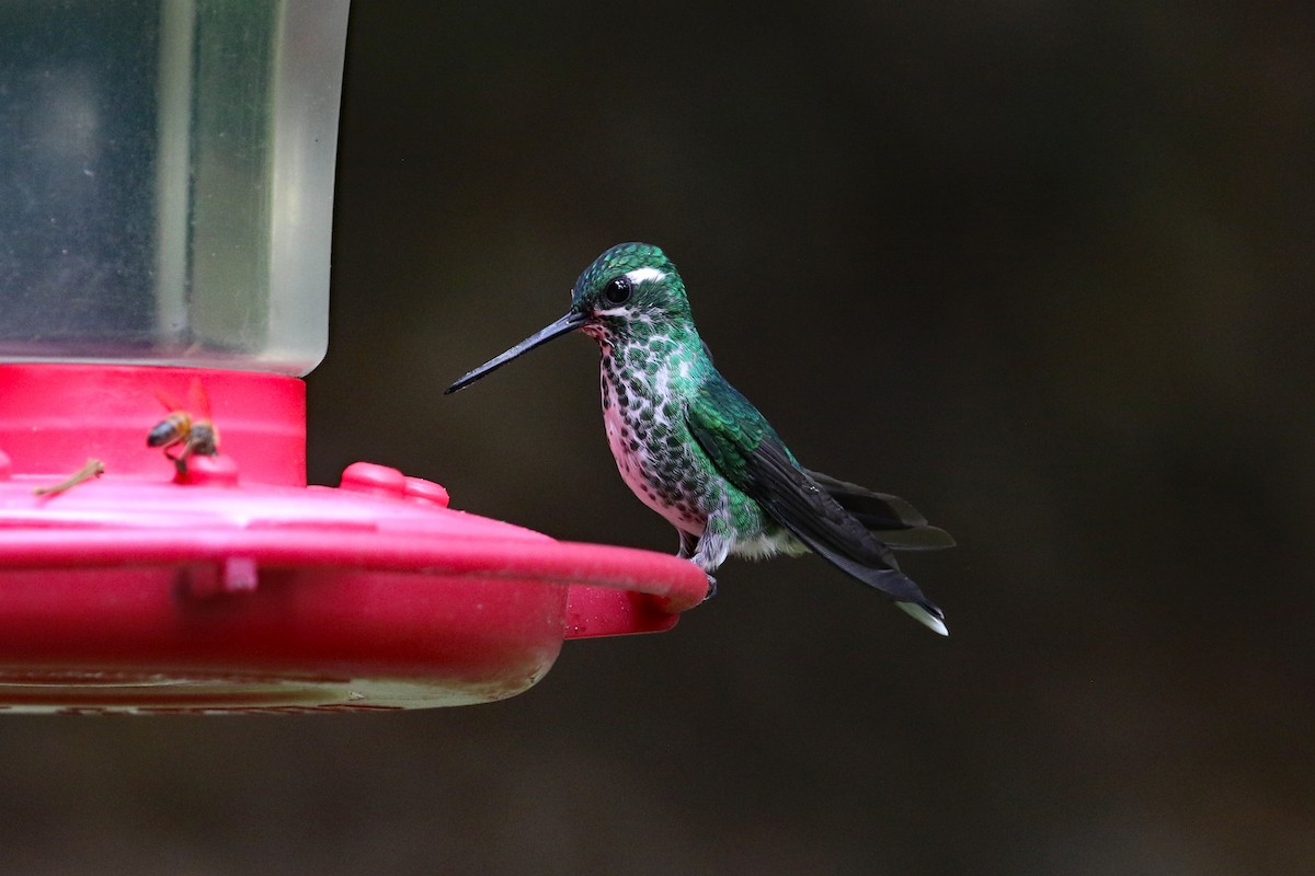Purple-bibbed Whitetip - ML641514610