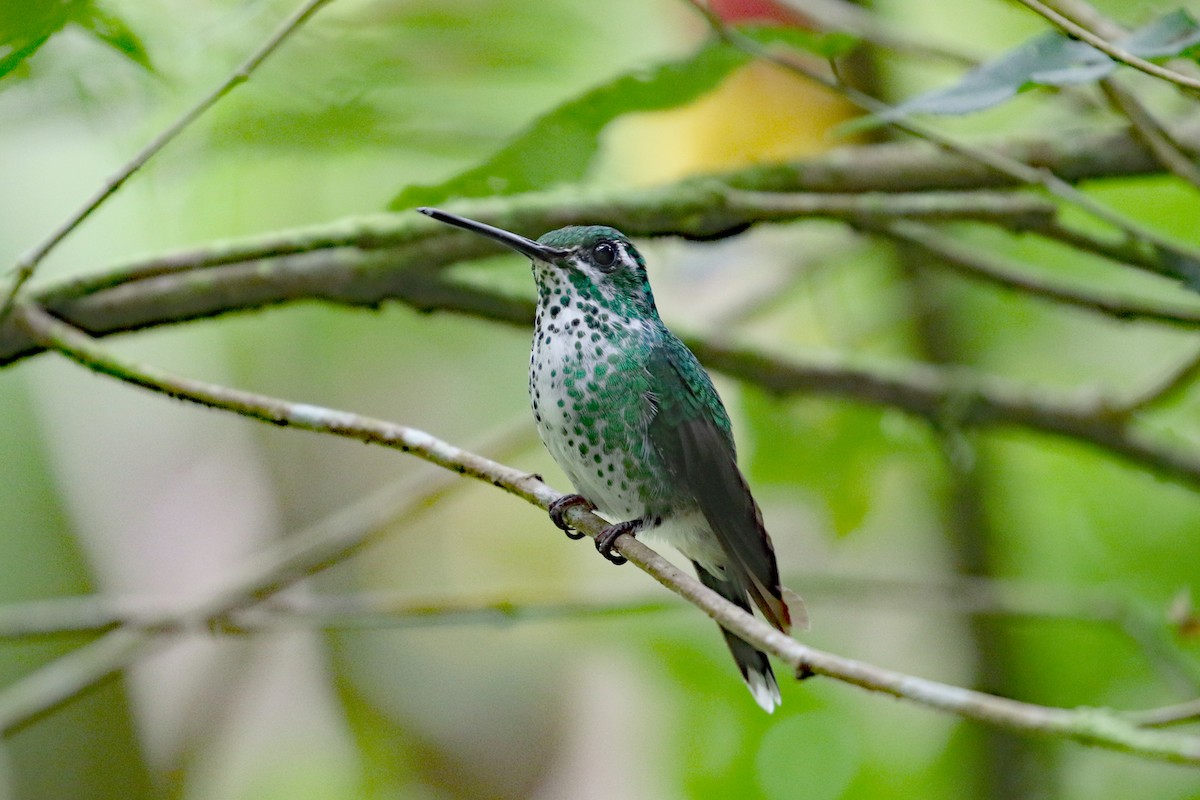Purple-bibbed Whitetip - ML641514612