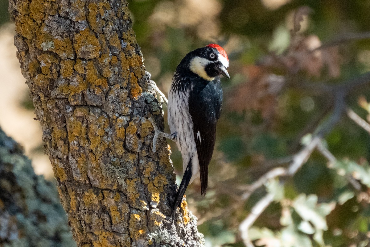 Acorn Woodpecker - ML641514619
