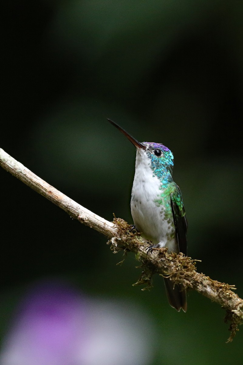Andean Emerald - ML641514631