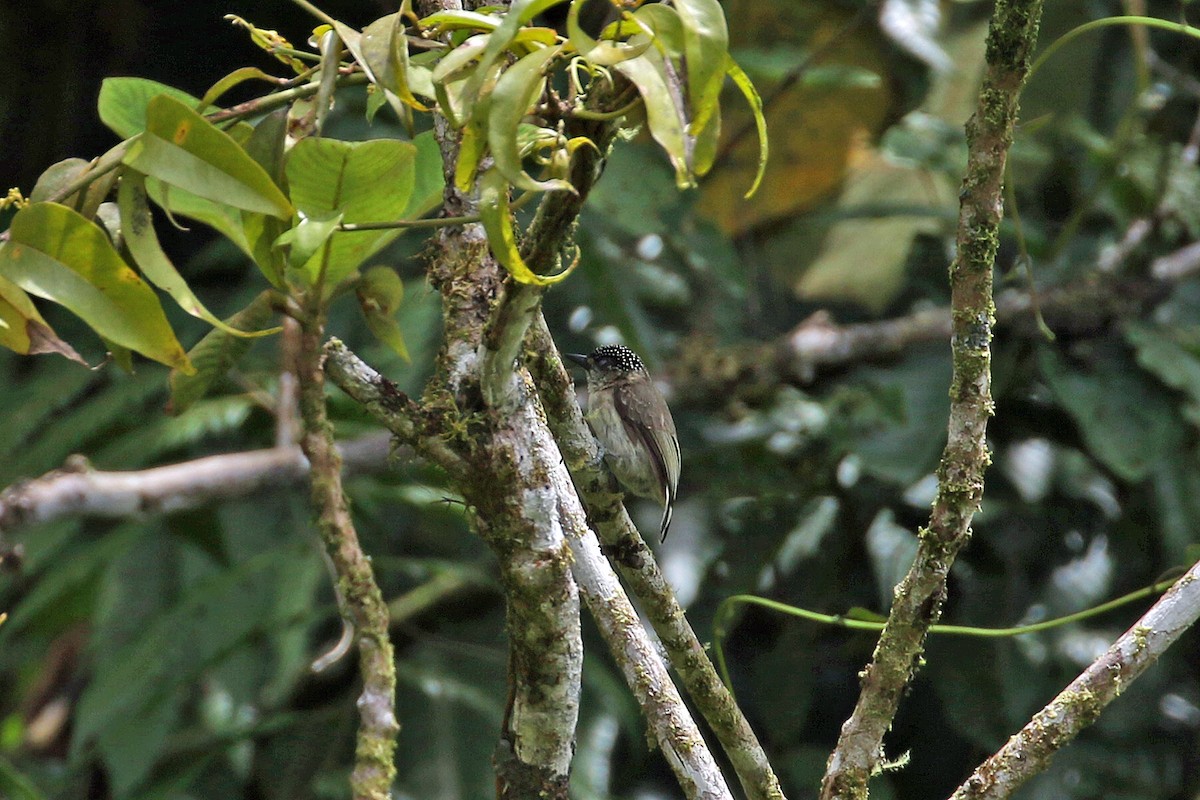 Grayish Piculet - ML641514638