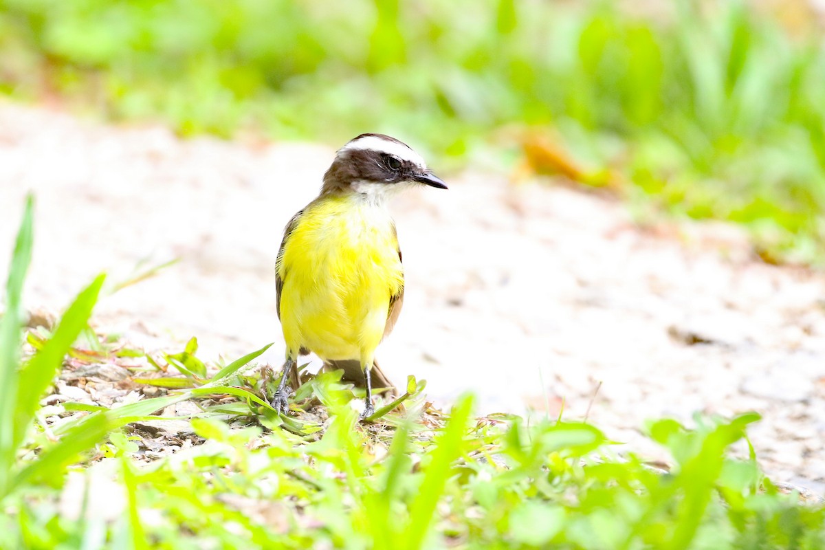 Rusty-margined Flycatcher - ML641514651