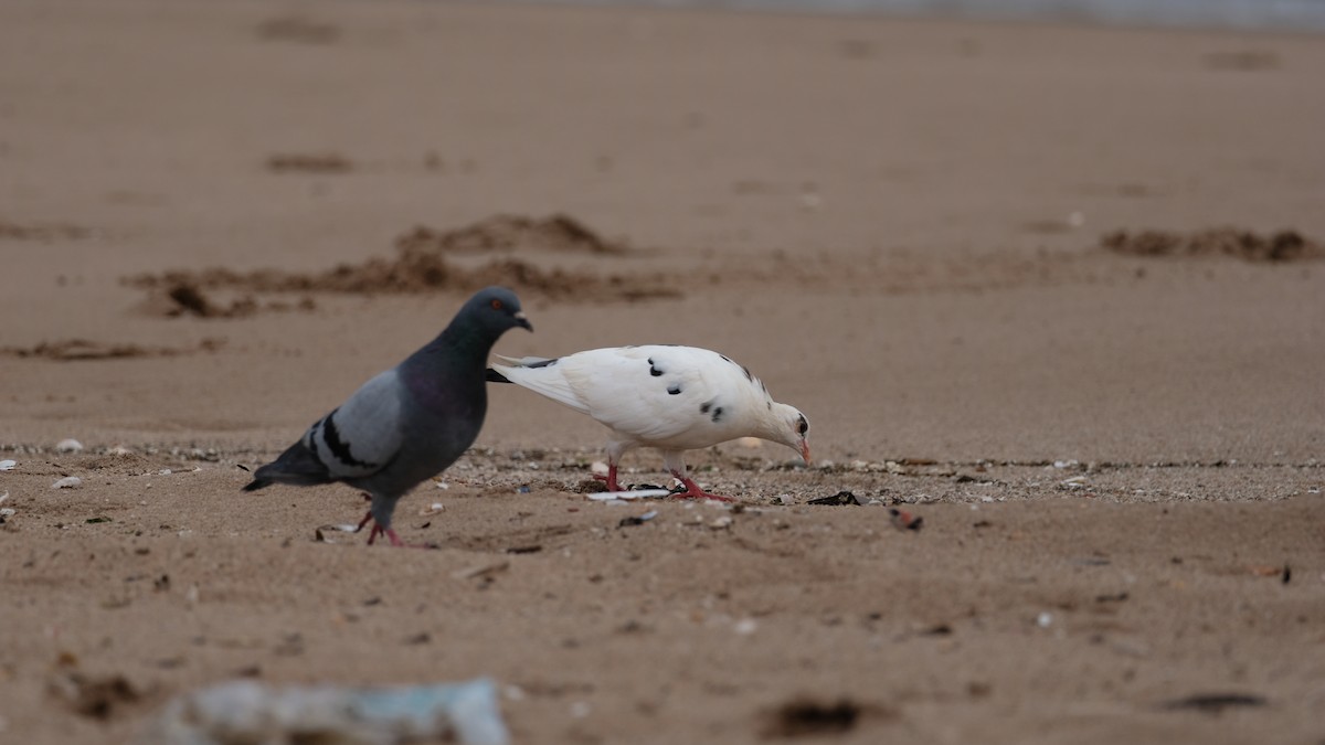 Rock Pigeon (Feral Pigeon) - ML641514669