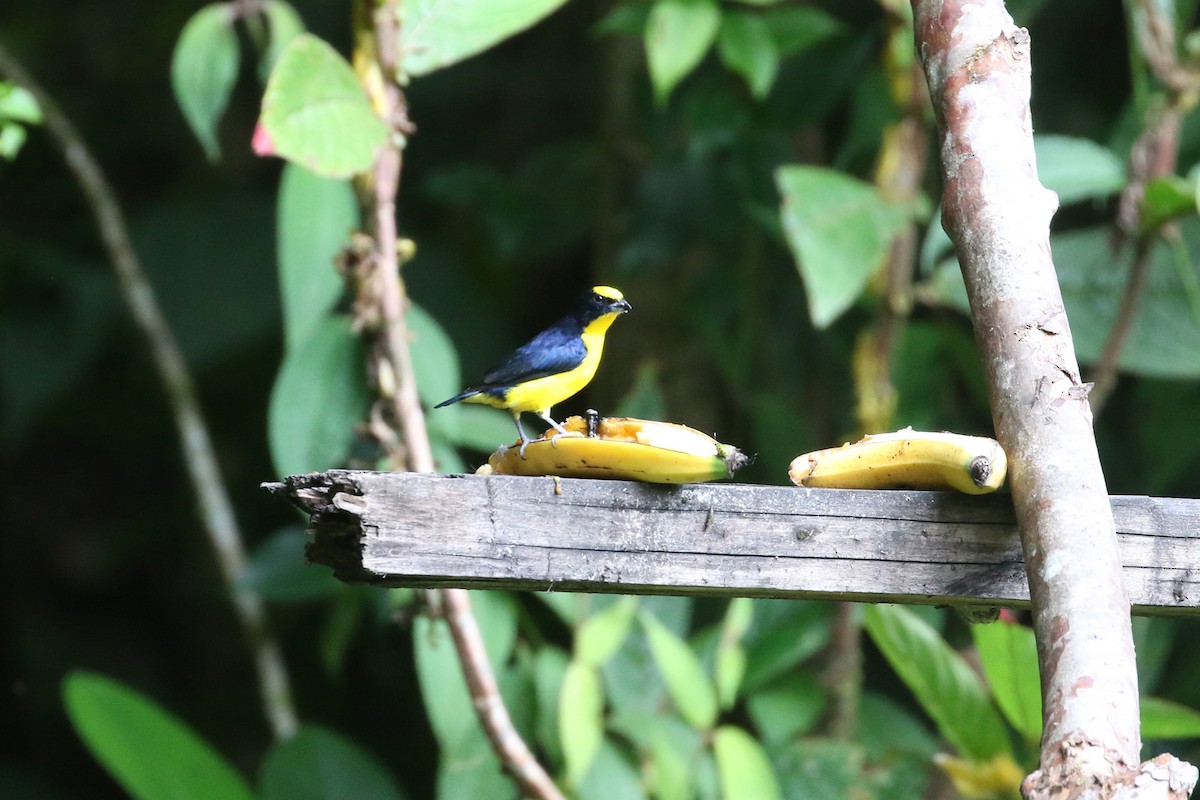 Thick-billed Euphonia - ML641514671