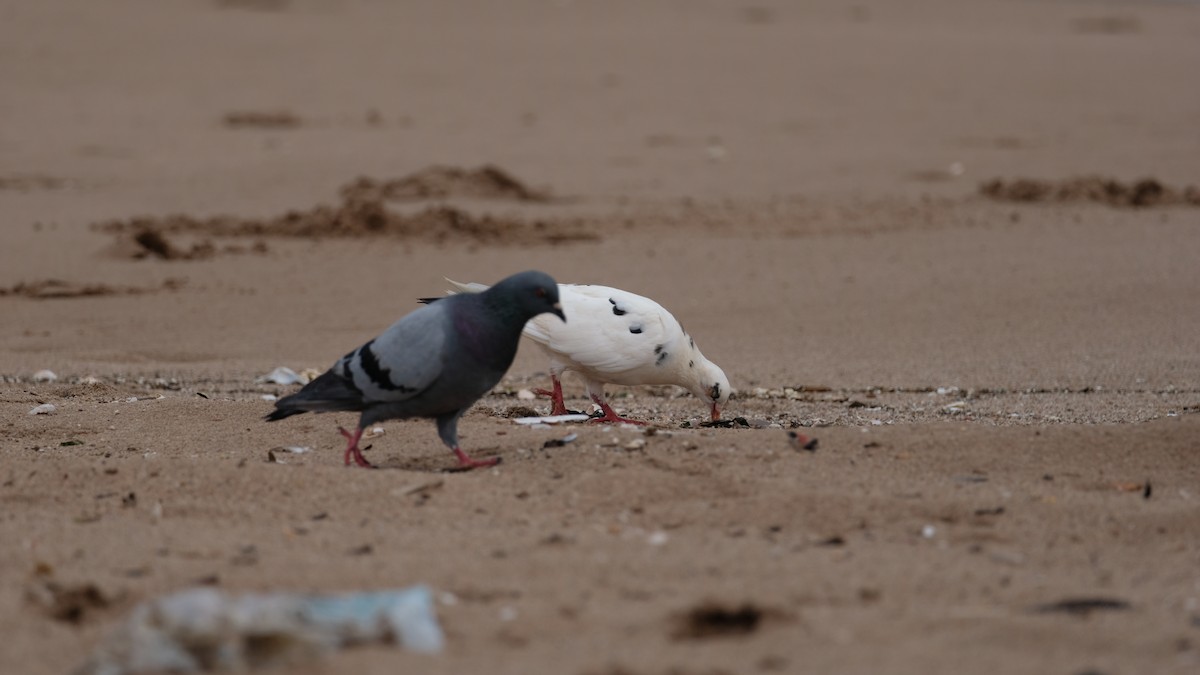Rock Pigeon (Feral Pigeon) - ML641514674