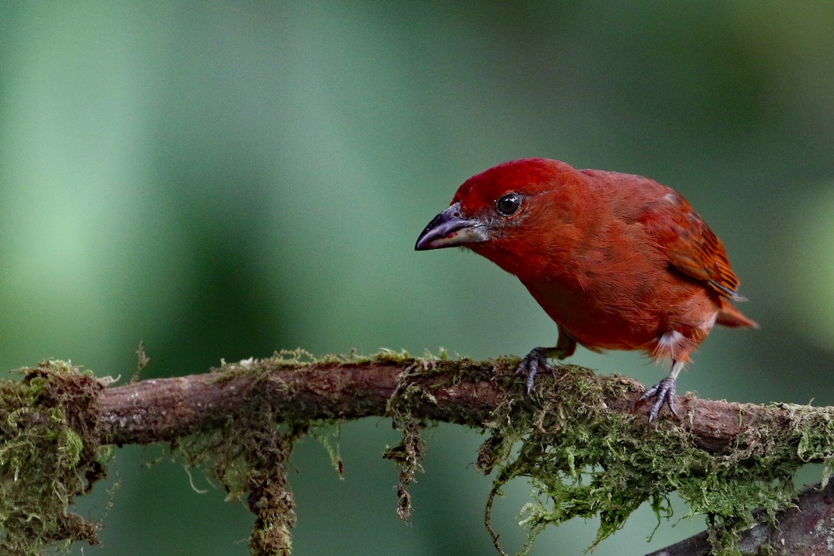 Hepatic Tanager - ML641514675