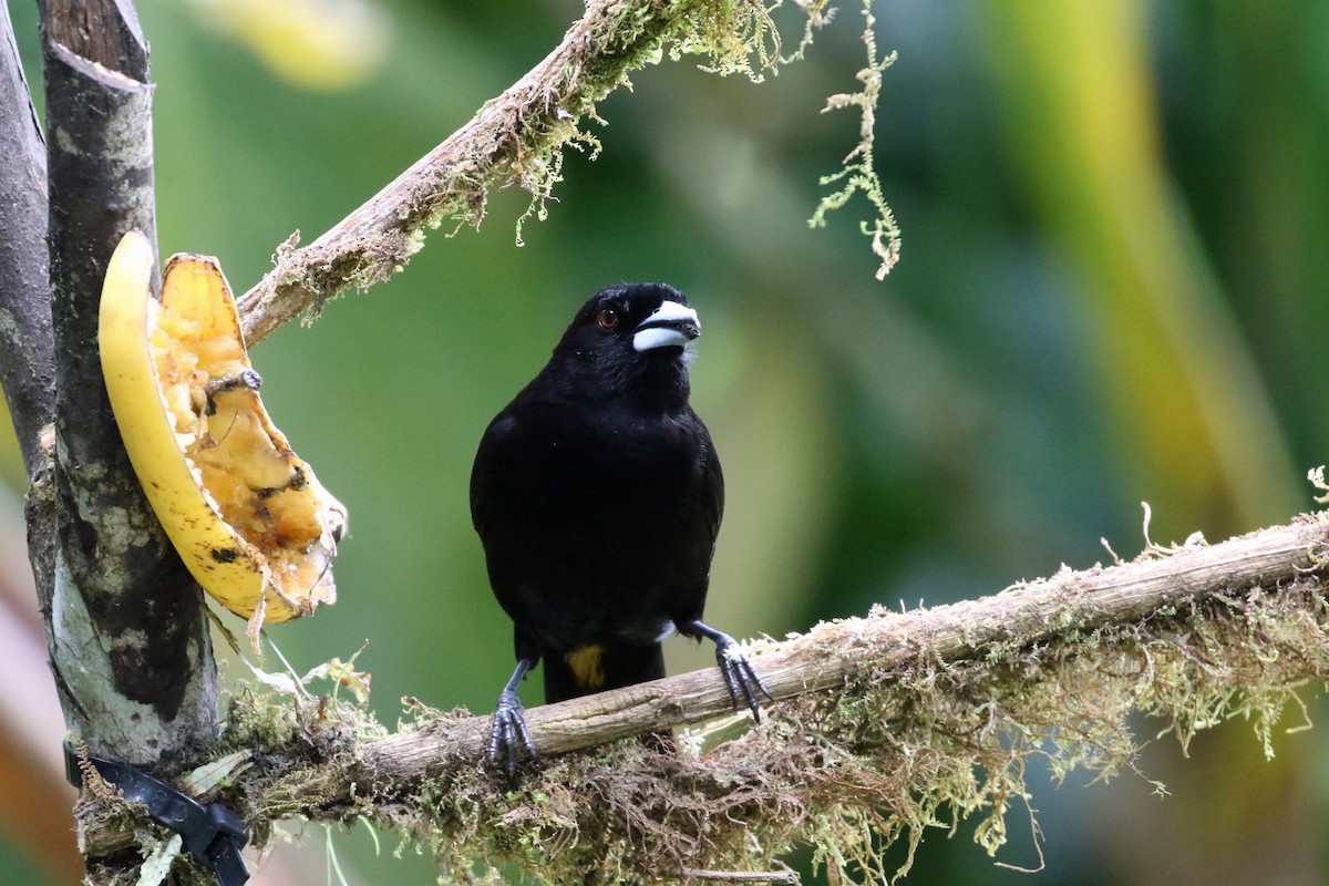 Flame-rumped Tanager - ML641514681