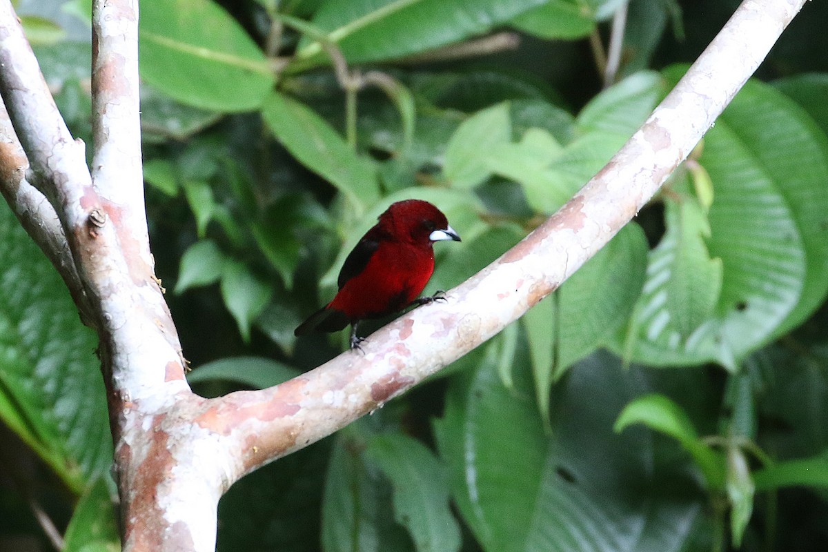 Crimson-backed Tanager - ML641514689