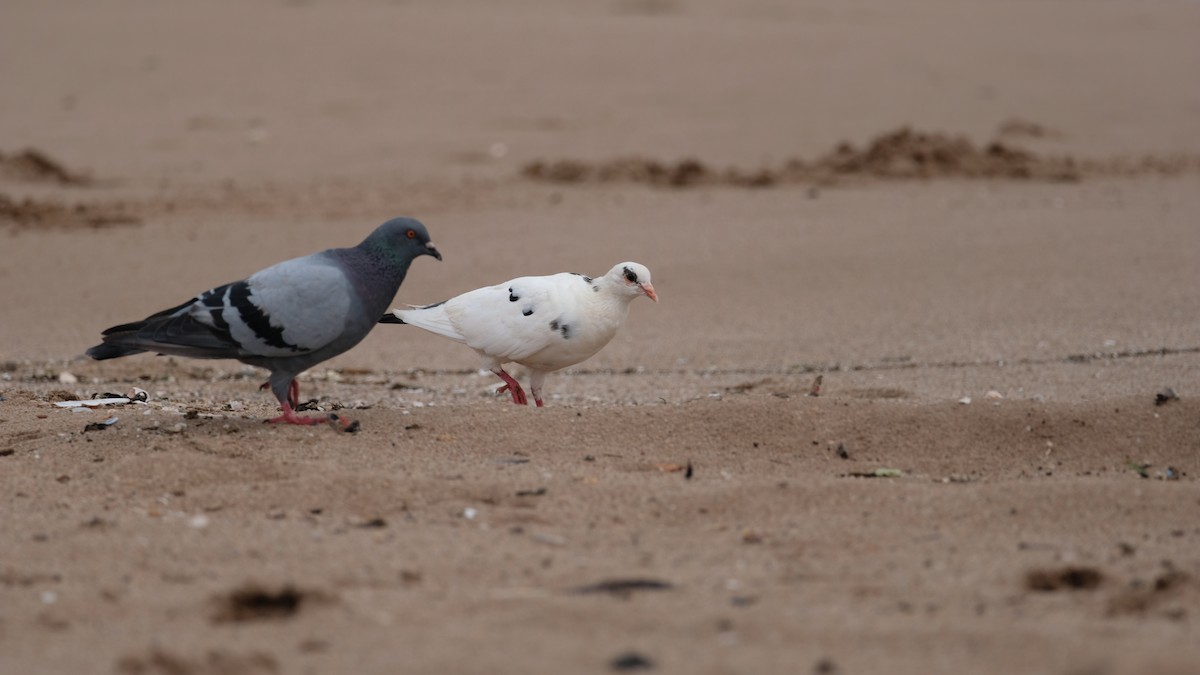Rock Pigeon (Feral Pigeon) - ML641514695