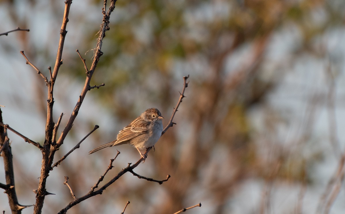 Brewer's Sparrow - ML641514697