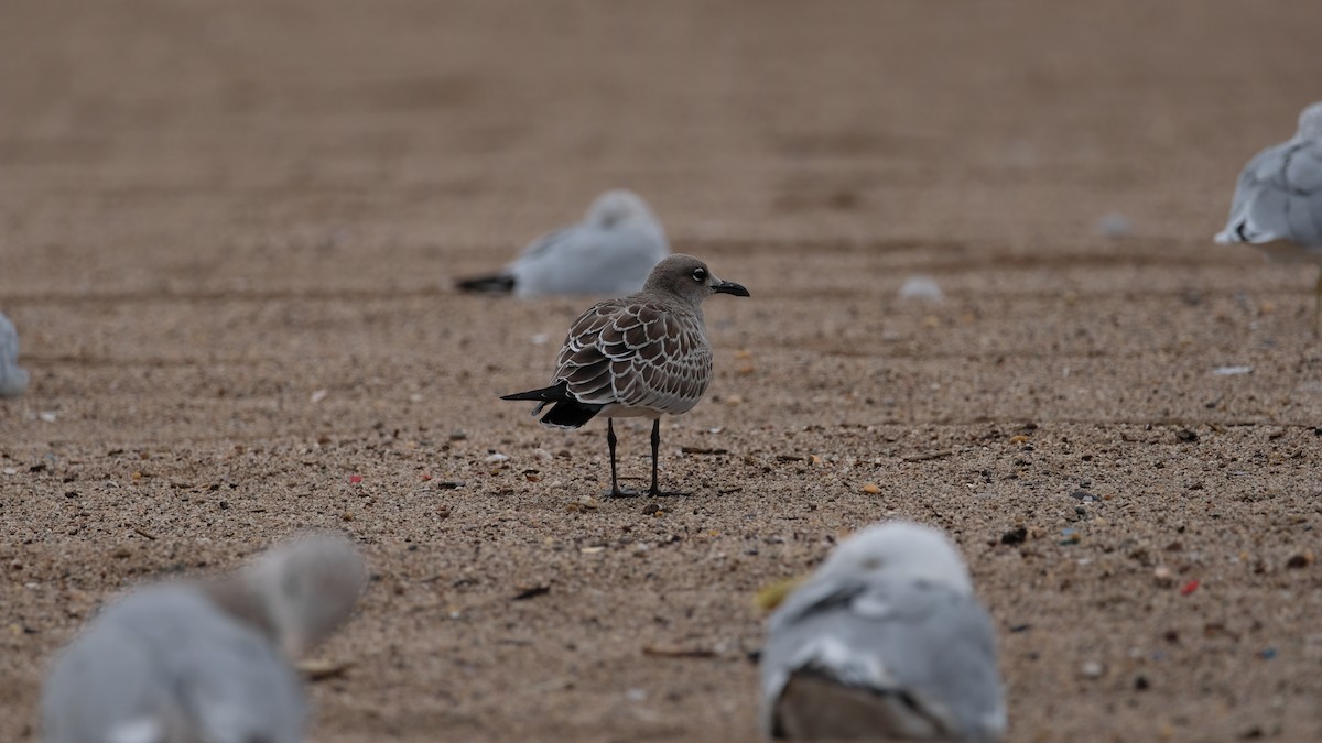 Laughing Gull - ML641514708