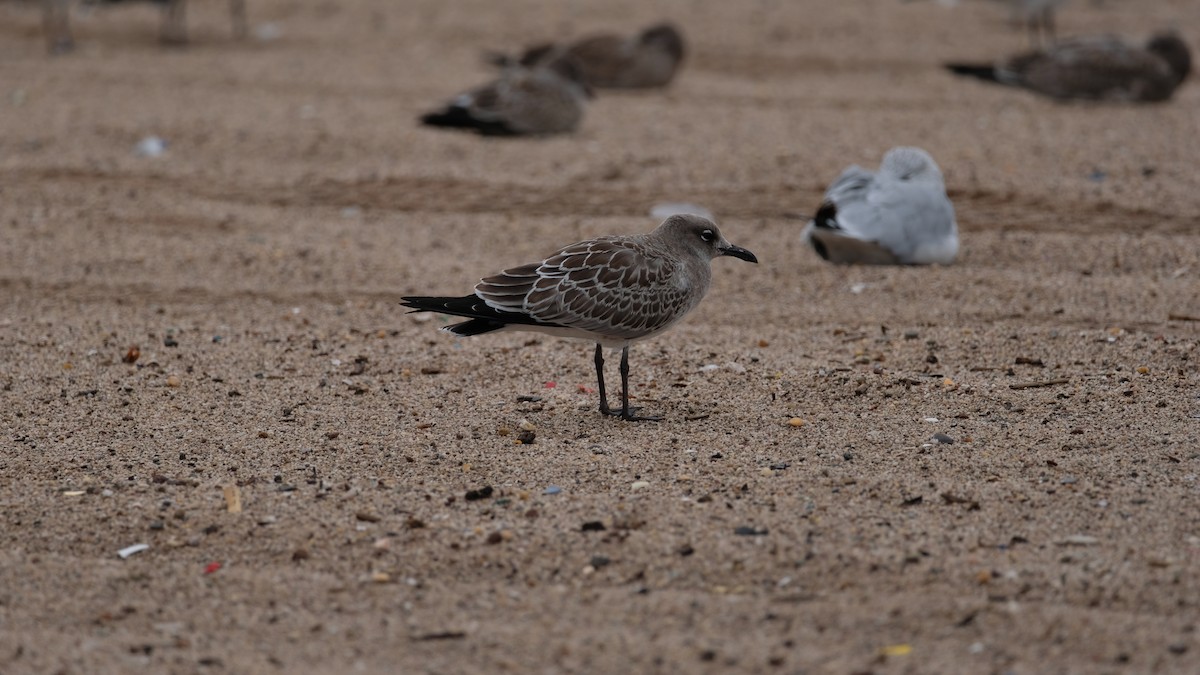 Laughing Gull - ML641514709