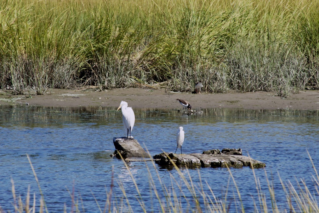 Great Egret - ML641514734