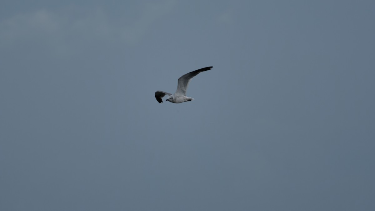Laughing Gull - ML641514737