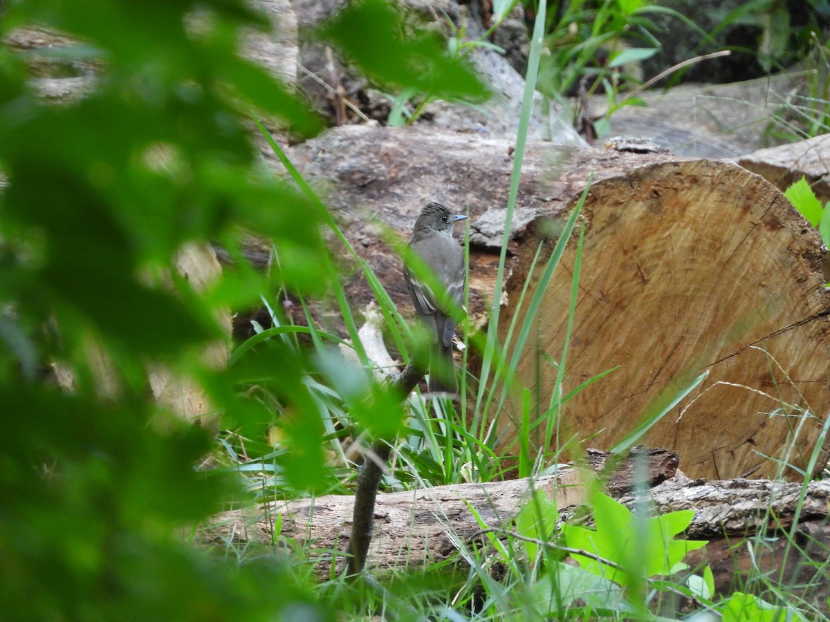 Eastern Wood-Pewee - ML641514749