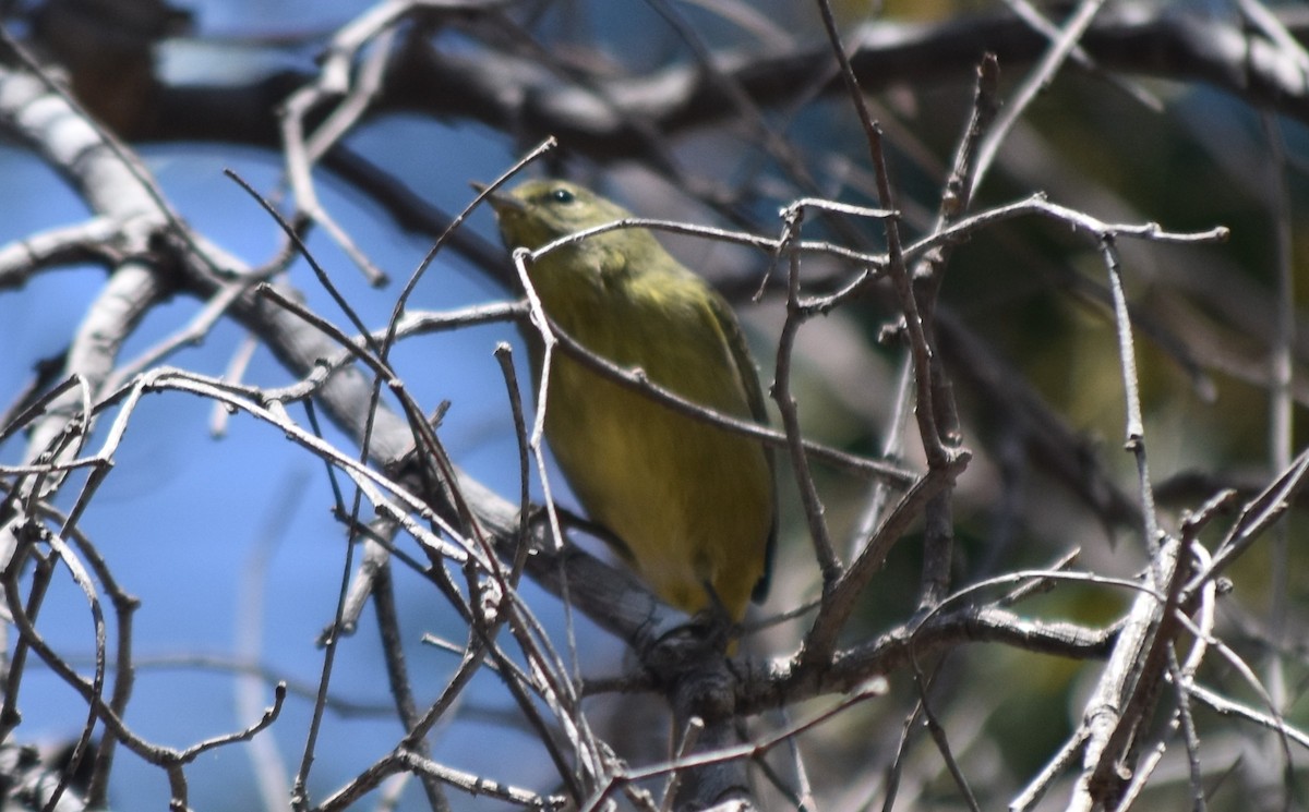 Orange-crowned Warbler - ML641514755
