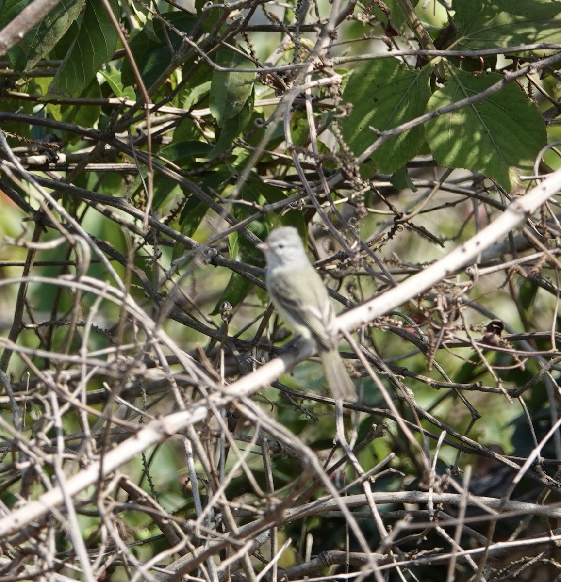 Southern Beardless-Tyrannulet - ML641514761