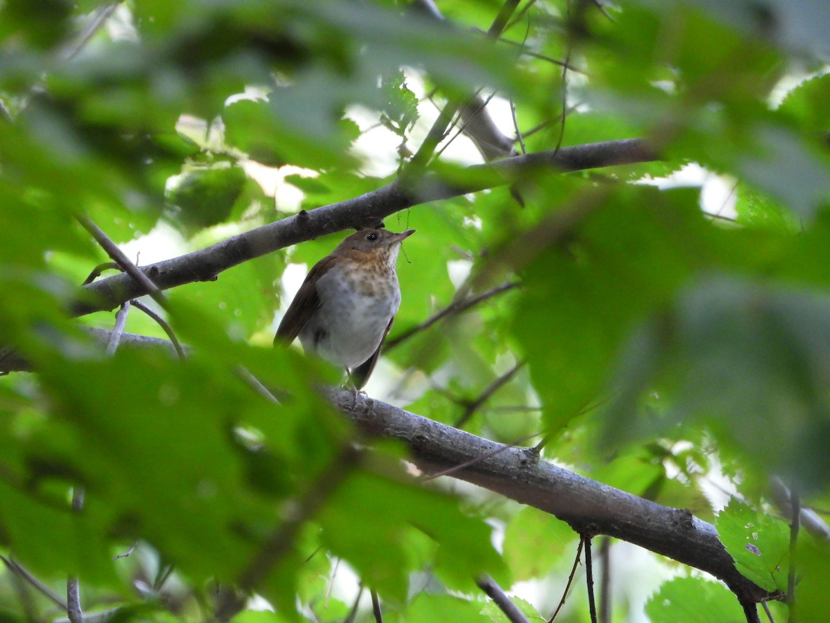 Veery - ML641514767