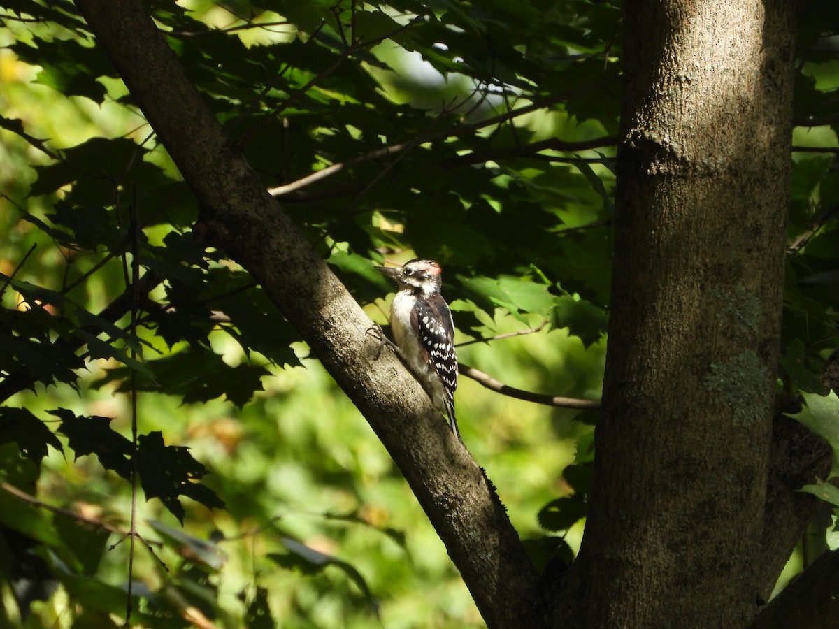 Hairy Woodpecker - ML641514785