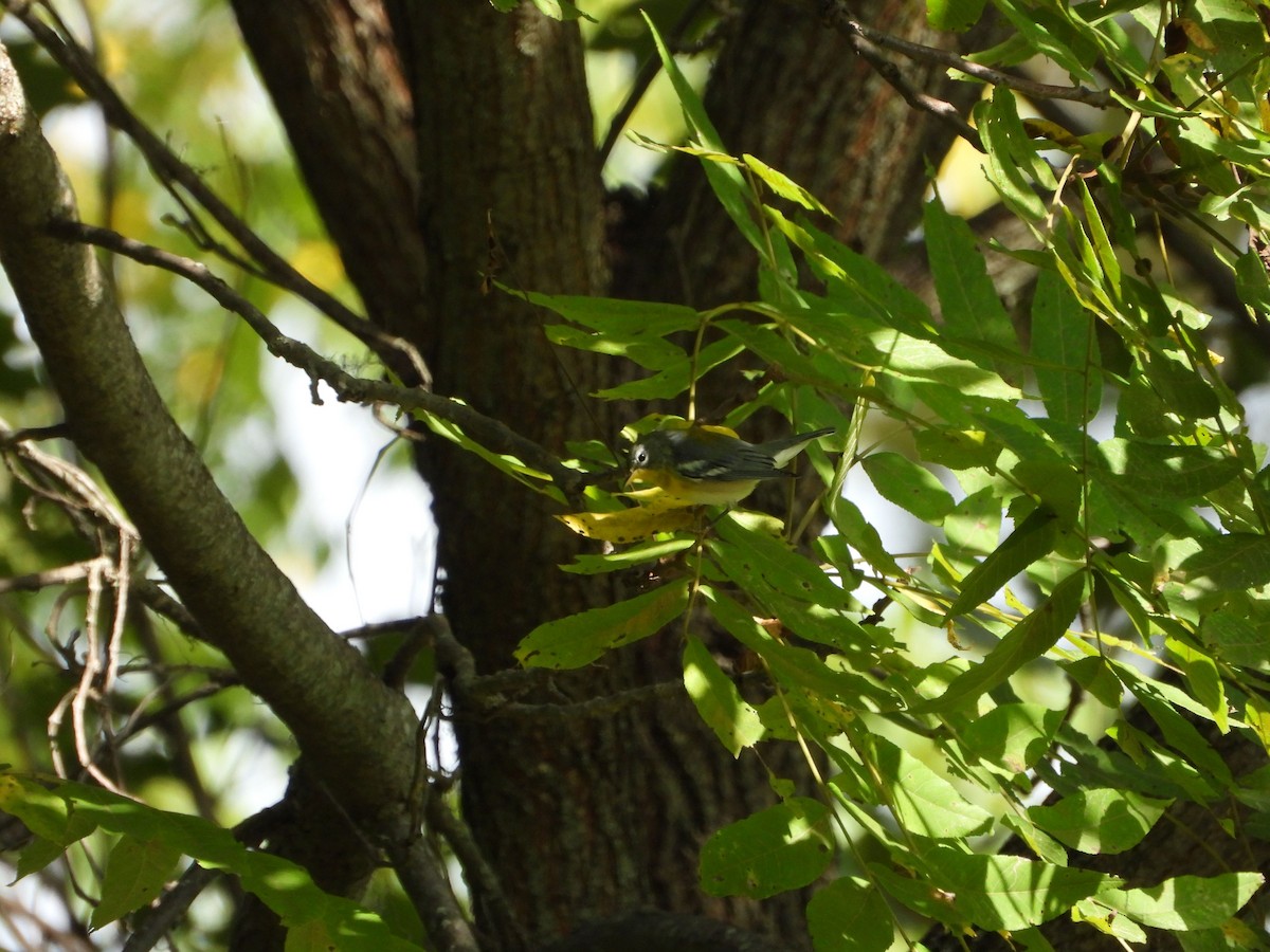 Northern Parula - ML641514802