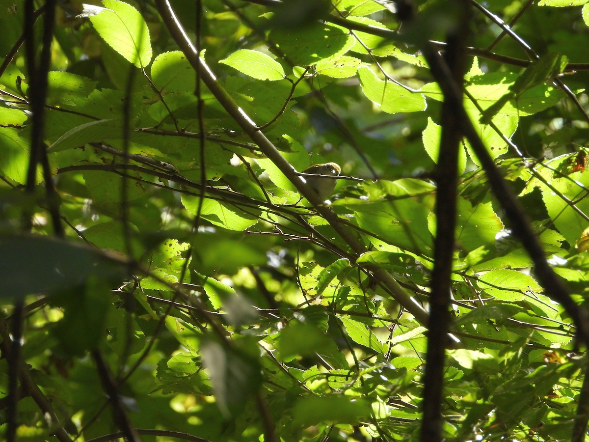 Chestnut-sided Warbler - ML641514812