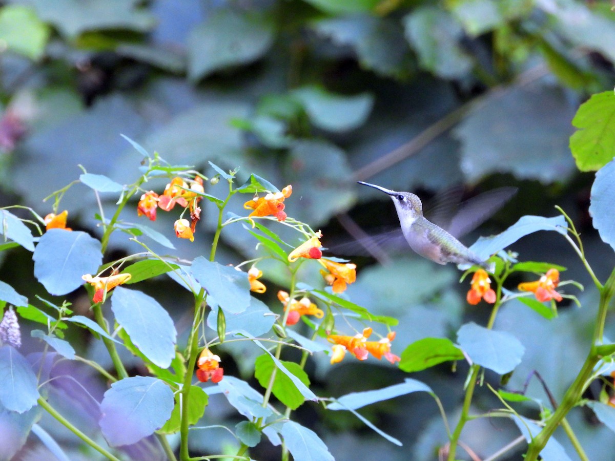 Ruby-throated Hummingbird - ML641514830