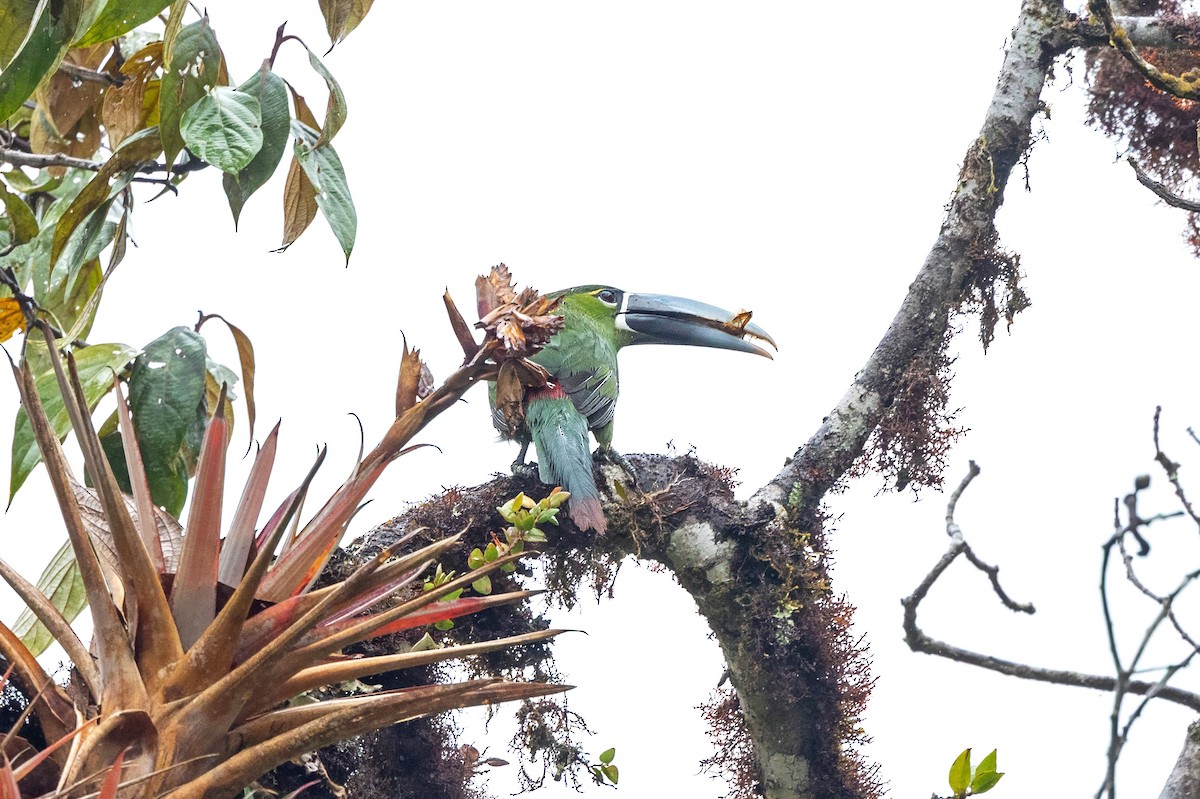 Yellow-browed Toucanet - ML641514835