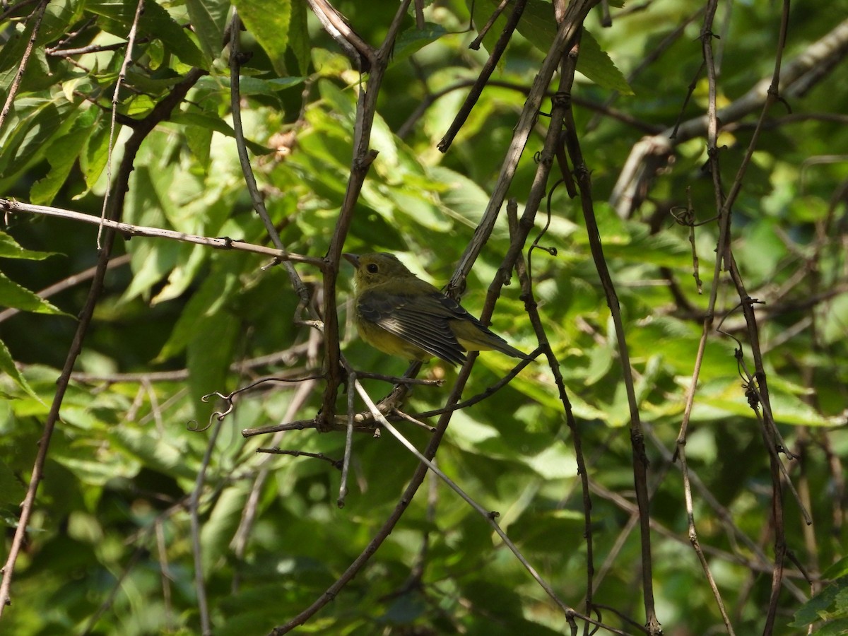 Scarlet Tanager - ML641514852