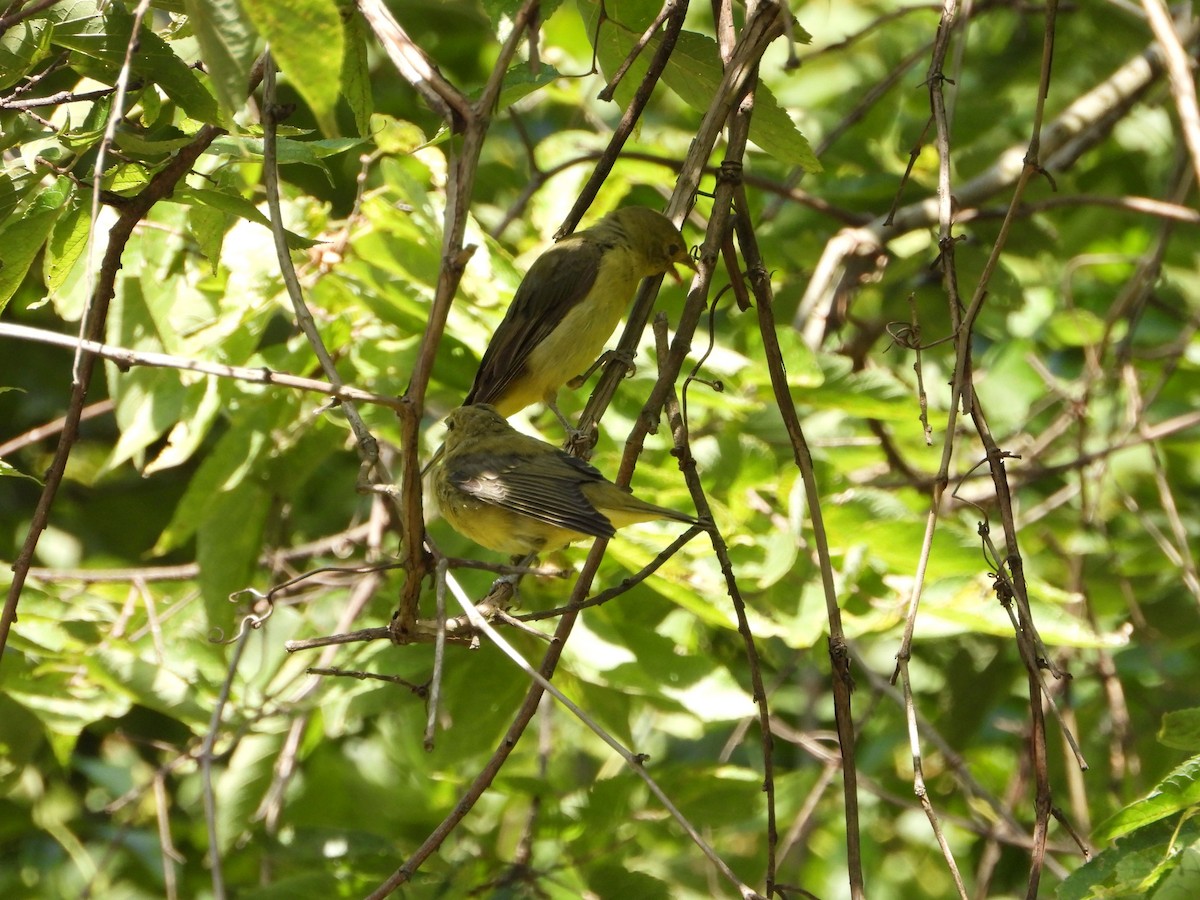 Scarlet Tanager - ML641514853