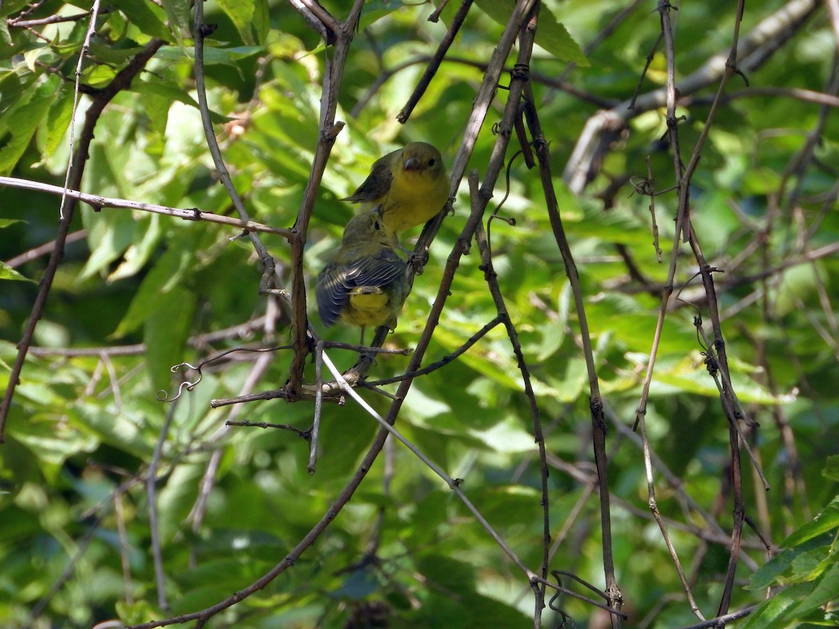 Scarlet Tanager - ML641514854