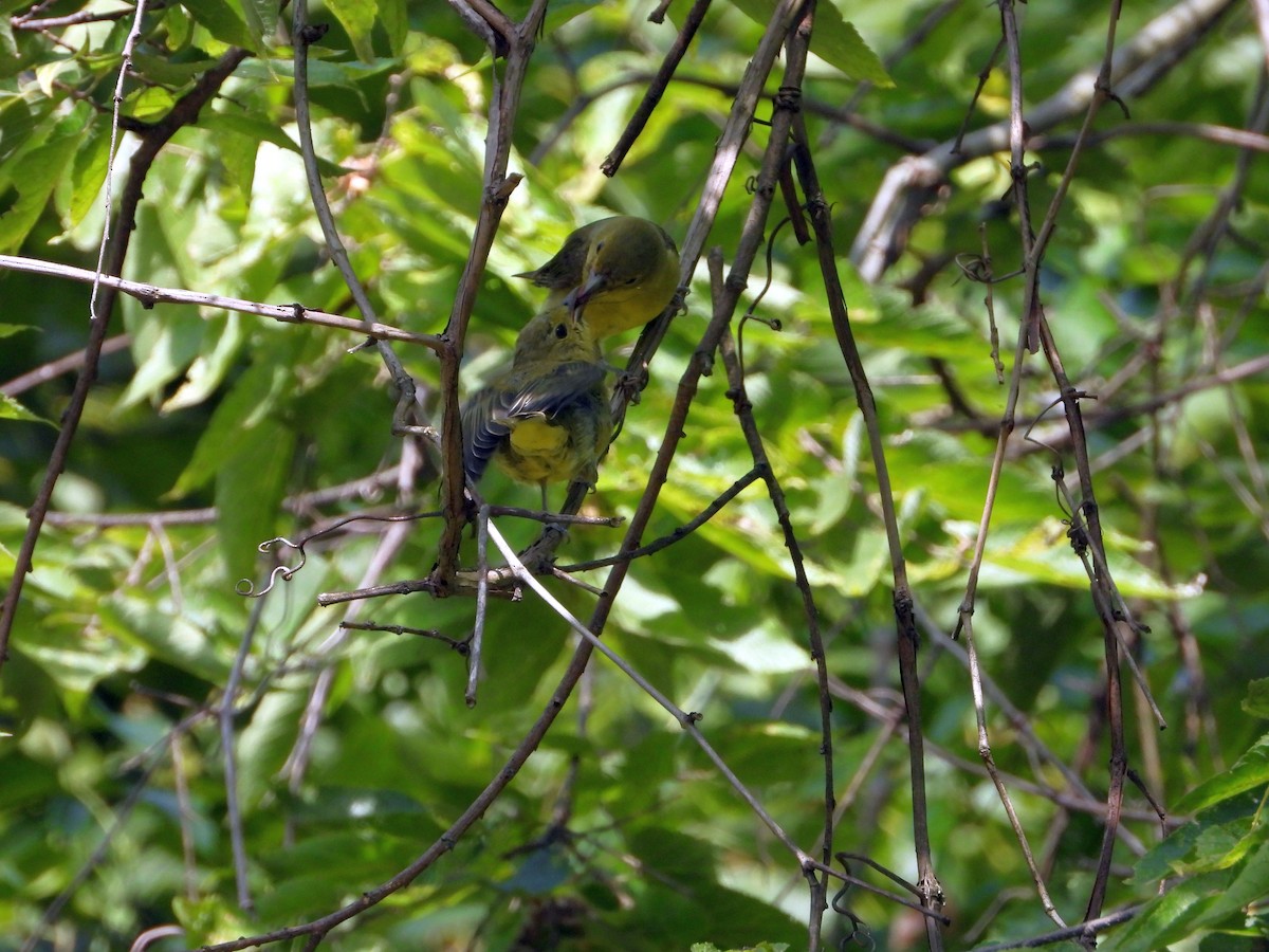 Scarlet Tanager - ML641514855