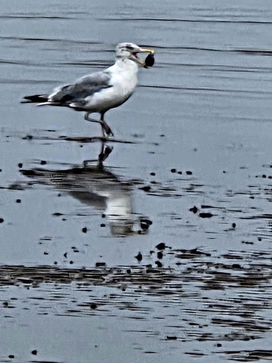 racek americký - ML641514867