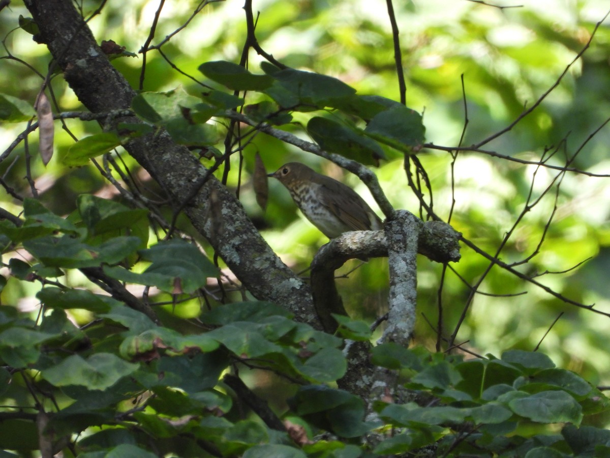 Swainson's Thrush - ML641514875