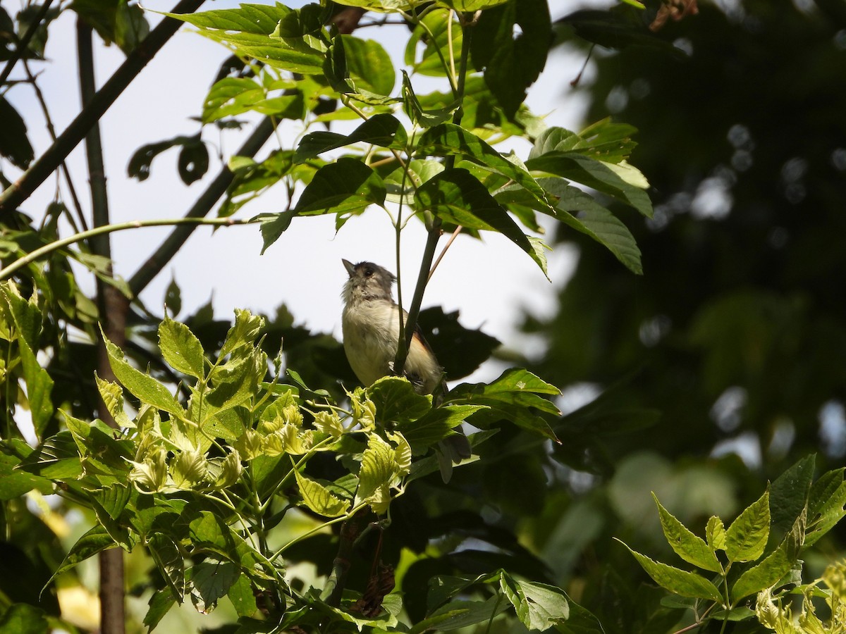 Tufted Titmouse - ML641514890