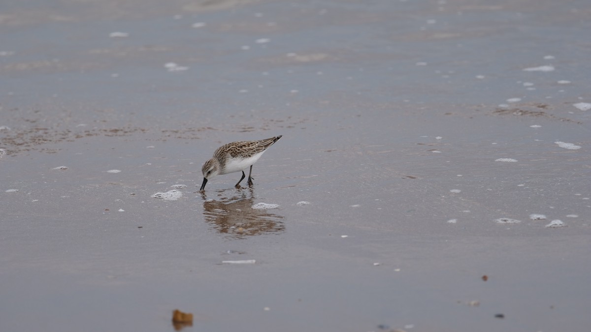 Semipalmated Sandpiper - ML641514903