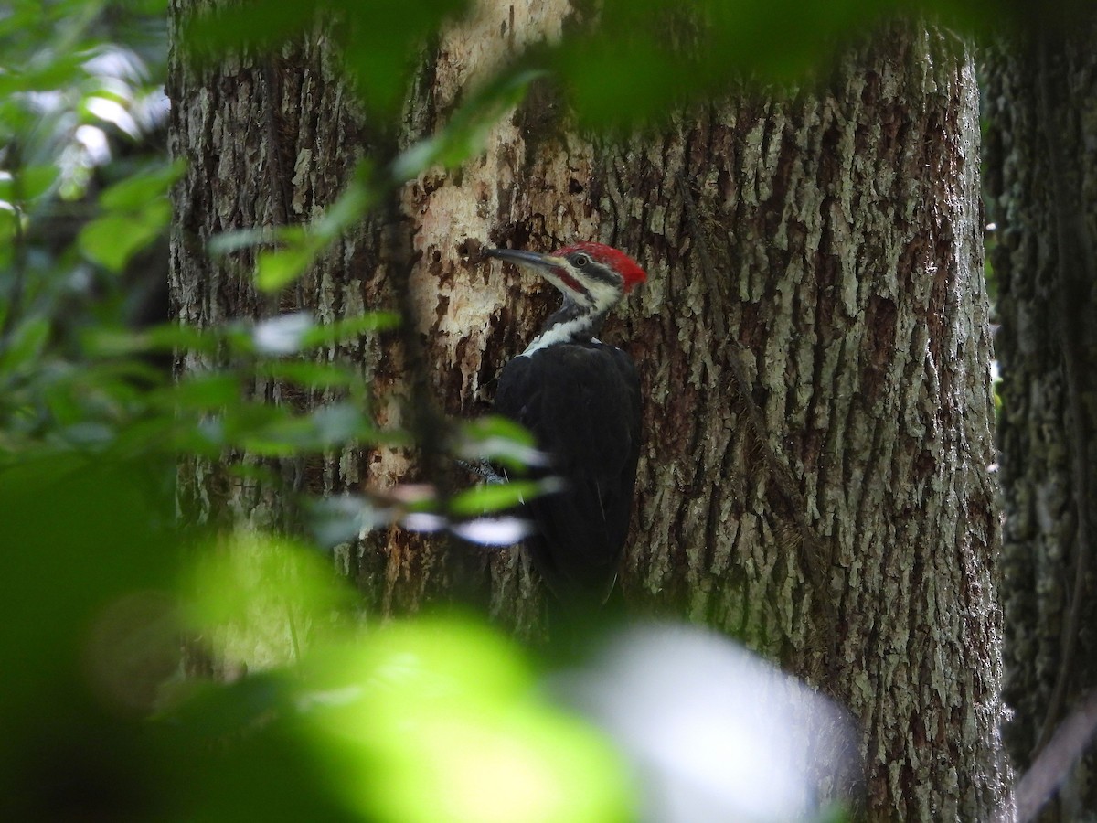 Pileated Woodpecker - ML641514914