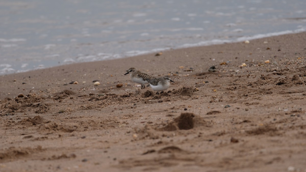 Semipalmated Sandpiper - ML641514922