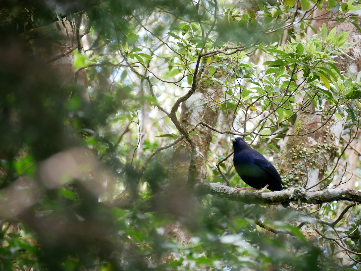Satin Bowerbird - ML641514927