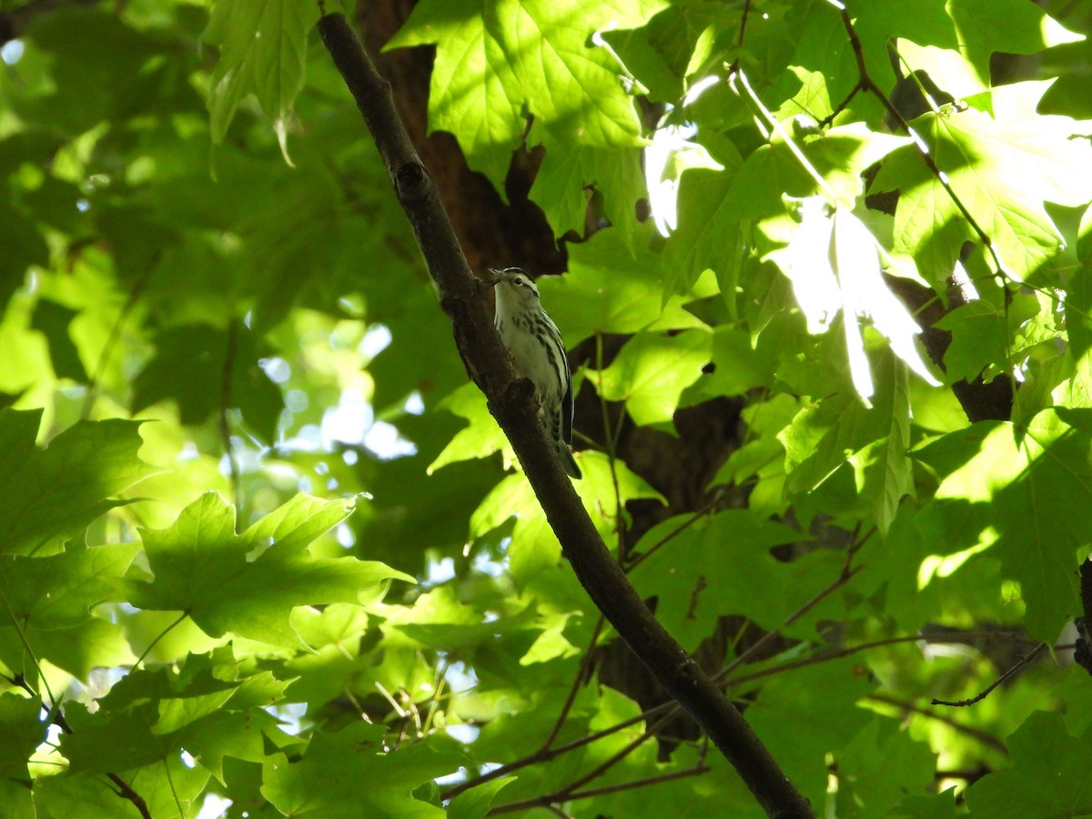 Black-and-white Warbler - ML641514930