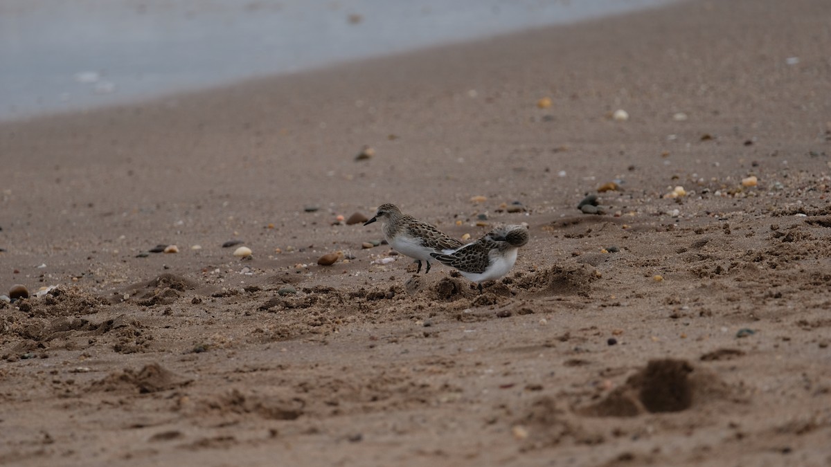 Semipalmated Sandpiper - ML641514934