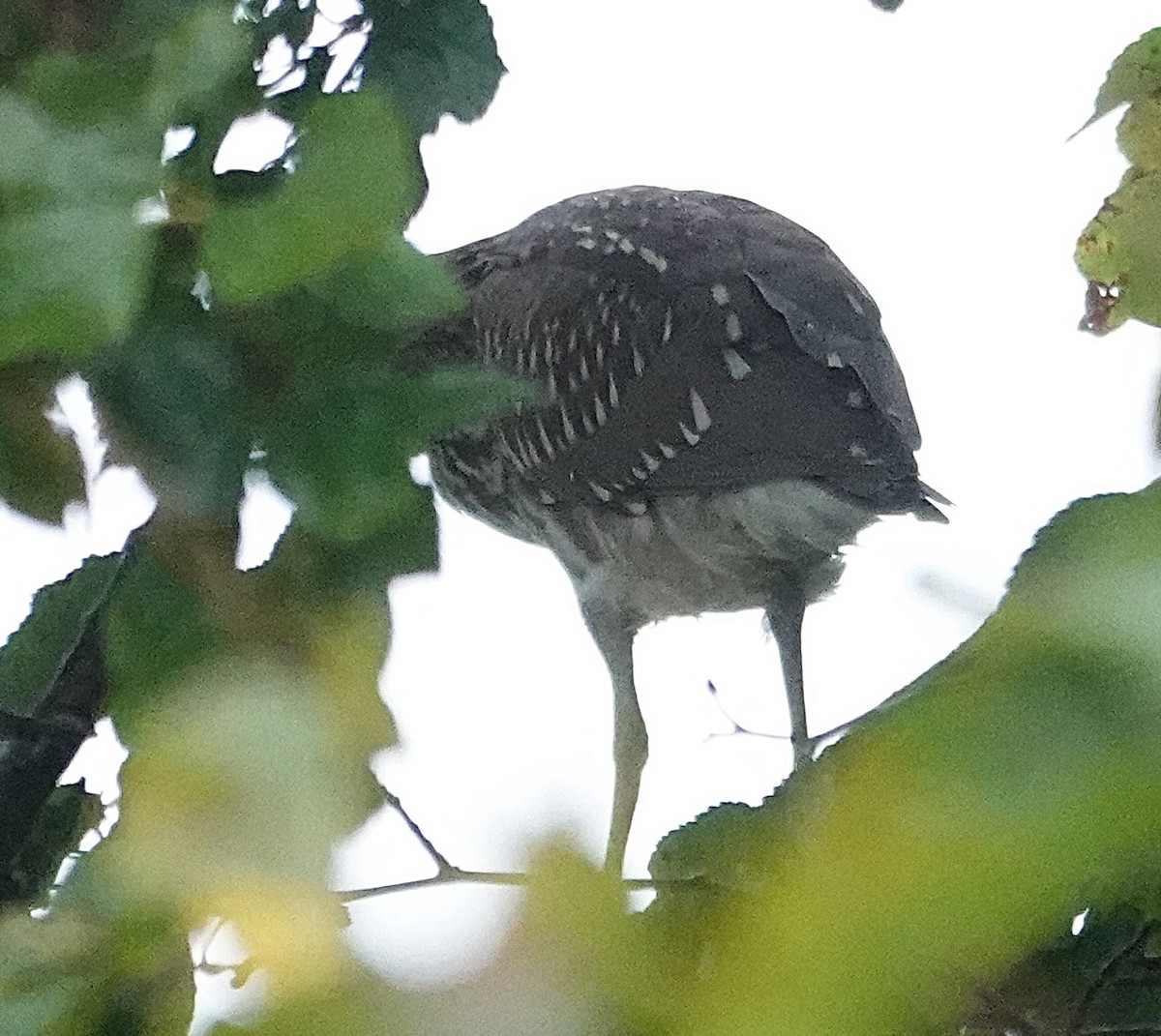 natthegre - ML641514943