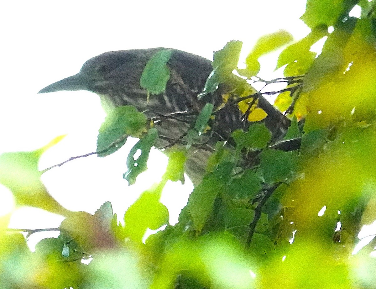 natthegre - ML641514944