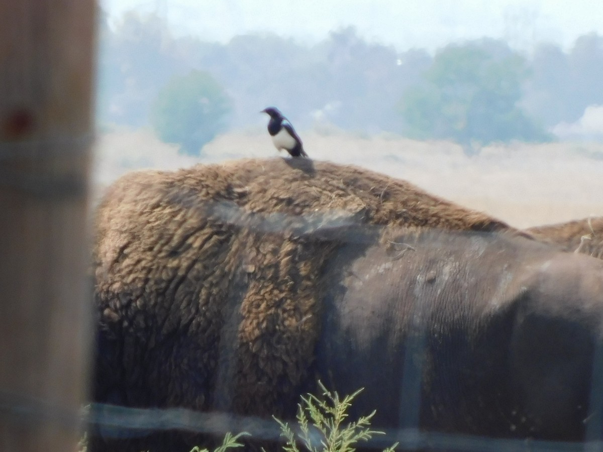 Black-billed Magpie - ML641514948