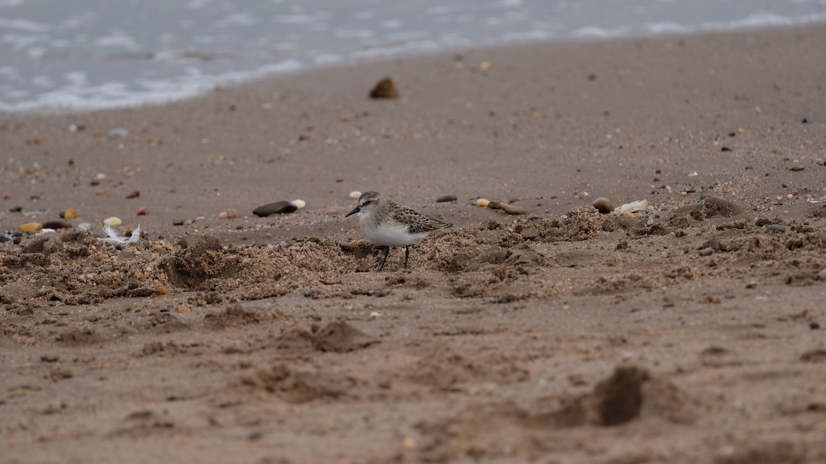 Semipalmated Sandpiper - ML641514952